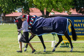 Navy Show Rug with White & Sky Trims